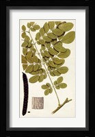 Leaf Varieties I Fine Art Print