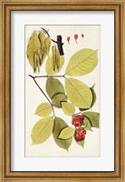 Leaf Varieties II Fine Art Print