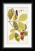 Leaf Varieties II Fine Art Print