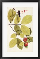 Leaf Varieties II Framed Print