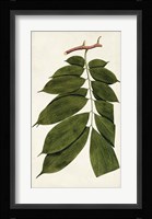 Leaf Varieties III Fine Art Print