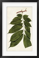 Leaf Varieties III Framed Print