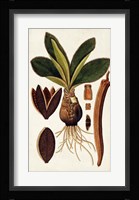 Leaf Varieties V Fine Art Print