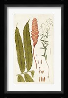 Leaf Varieties VII Fine Art Print