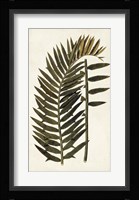 Leaf Varieties VIII Fine Art Print