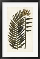 Leaf Varieties VIII Framed Print