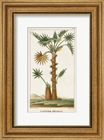 Exotic Palms I Fine Art Print