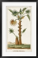 Exotic Palms I Fine Art Print