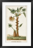 Exotic Palms I Fine Art Print
