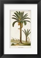 Exotic Palms IV Fine Art Print