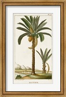Exotic Palms IV Fine Art Print