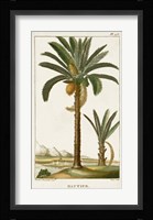 Exotic Palms IV Fine Art Print