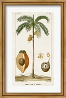 Exotic Palms V Fine Art Print