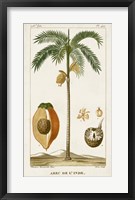 Exotic Palms V Fine Art Print