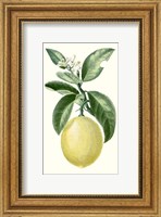 Fruit I Fine Art Print