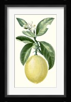 Fruit I Fine Art Print
