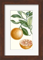 Fruit II Fine Art Print