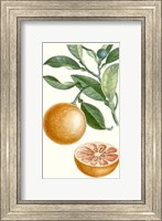 Fruit II Fine Art Print