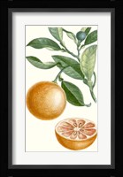 Fruit II Fine Art Print