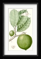 Fruit III Fine Art Print