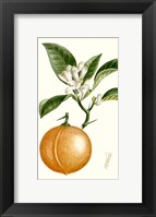 Fruit IV Fine Art Print