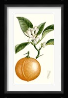 Fruit IV Fine Art Print