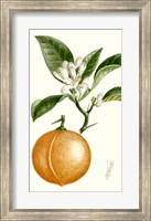 Fruit IV Fine Art Print