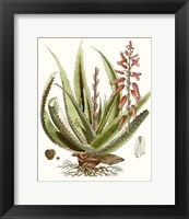 Antique Aloe I Fine Art Print