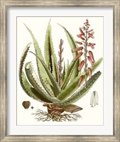 Antique Aloe I Fine Art Print