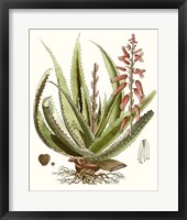 Antique Aloe I Fine Art Print