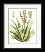 Antique Aloe II Fine Art Print