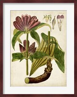 Horticultural Specimen IV Fine Art Print