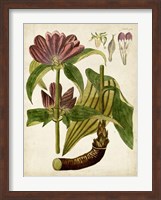Horticultural Specimen IV Fine Art Print