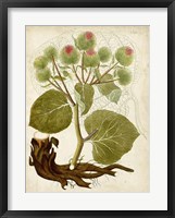 Horticultural Specimen V Fine Art Print