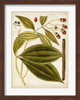 Horticultural Specimen VI Fine Art Print