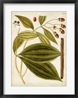 Horticultural Specimen VI Fine Art Print