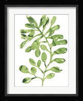 Emerald Tropics II Framed Print