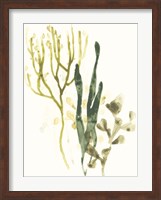 Kelp Collection V Fine Art Print