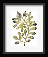 Foliage Fossil II Framed Print