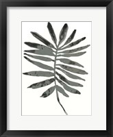 Foliage Fossil VII Framed Print