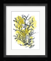 Citron Sea Kelp II Framed Print