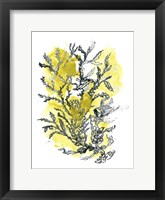 Citron Sea Kelp II Framed Print