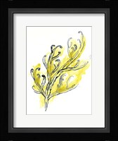 Citron Sea Kelp III Framed Print