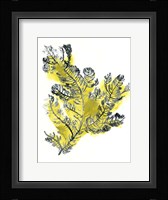 Citron Sea Kelp IV Framed Print
