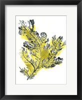 Citron Sea Kelp IV Framed Print