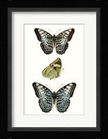 Butterfly Specimen I Fine Art Print