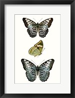 Butterfly Specimen I Framed Print