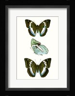 Butterfly Specimen II Fine Art Print