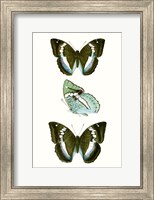 Butterfly Specimen II Fine Art Print