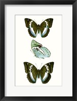 Butterfly Specimen II Framed Print
